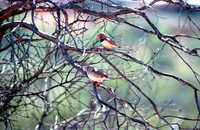 OB140 Zebra Finches, Outback Australia